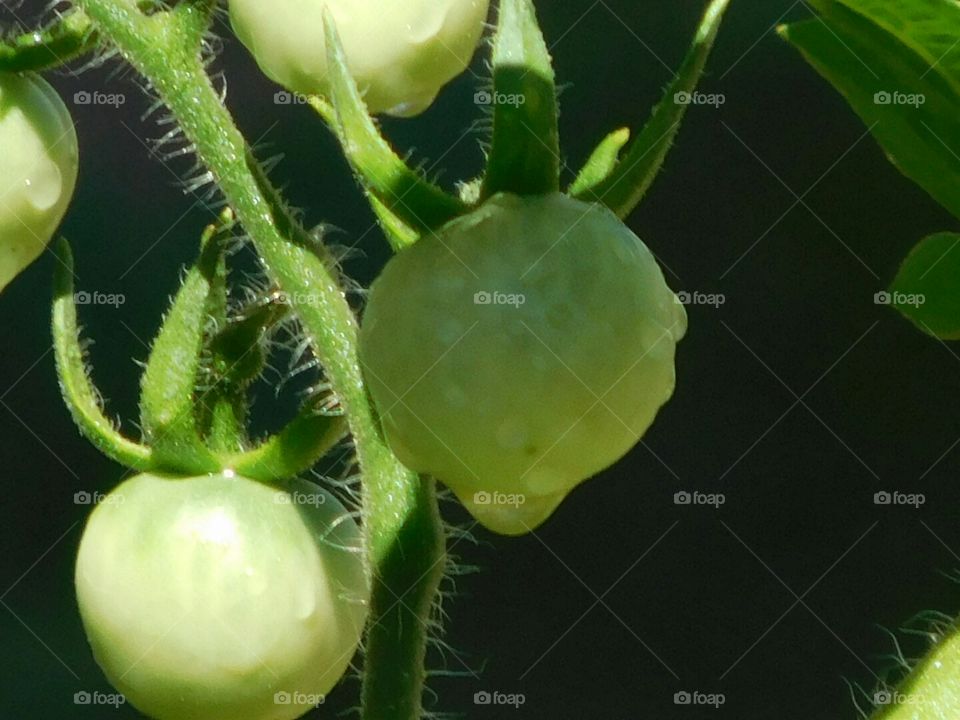 Baby green tomato 
