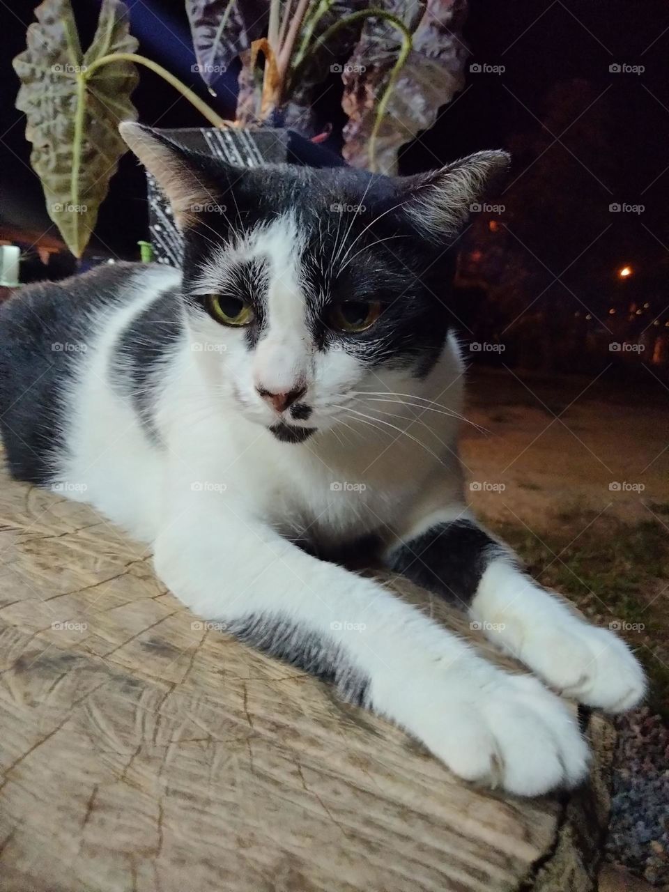 I think this cat is bored.