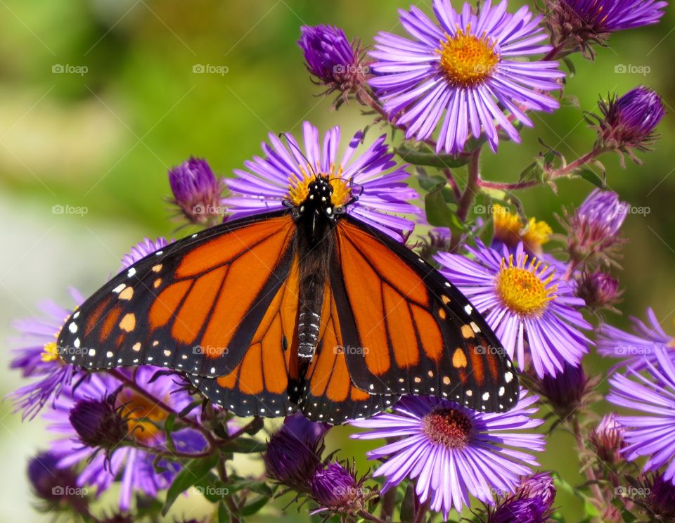 Monarch butterfly. Monarch butterfly, MI