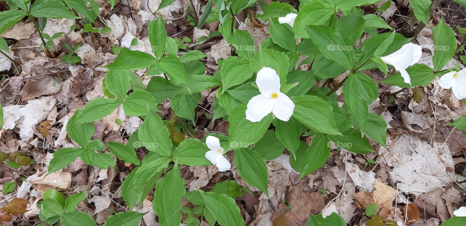 spring flowers