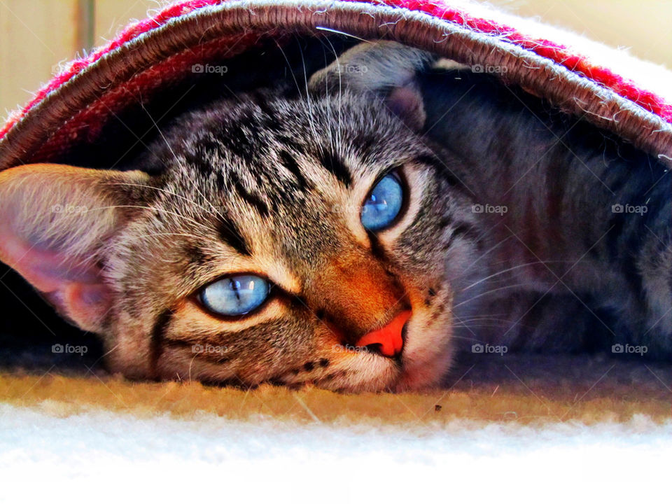 blue cat eyes beautiful by lalalala1986