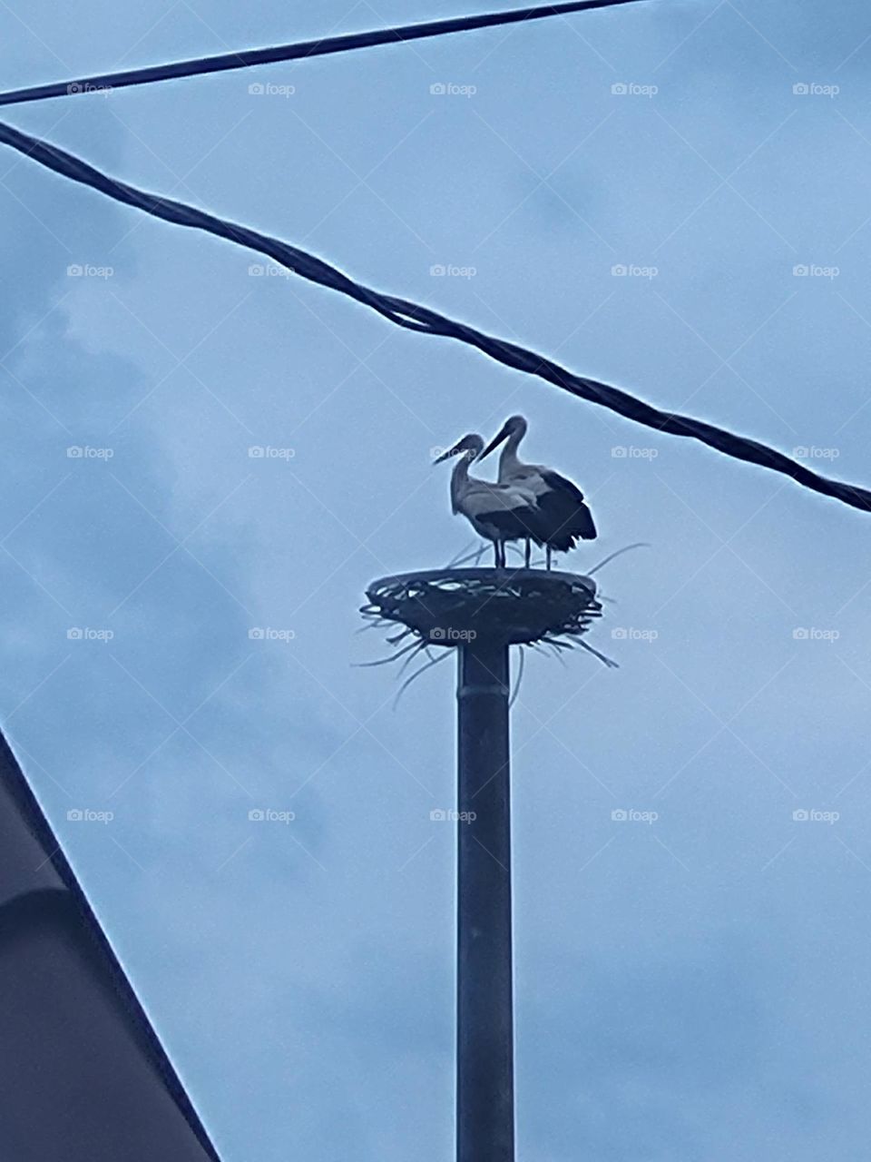 stork