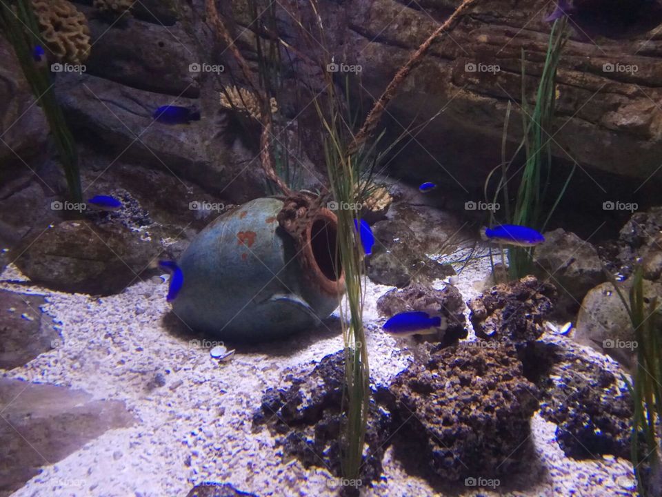 Aquarium 💦