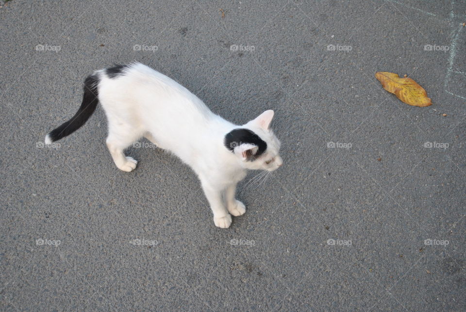 Black and white kitten