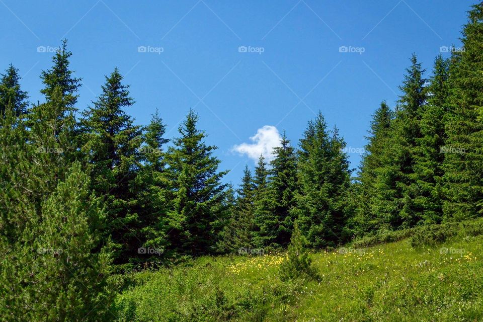 Beautiful mountain landscape of green meadow with pine trees 