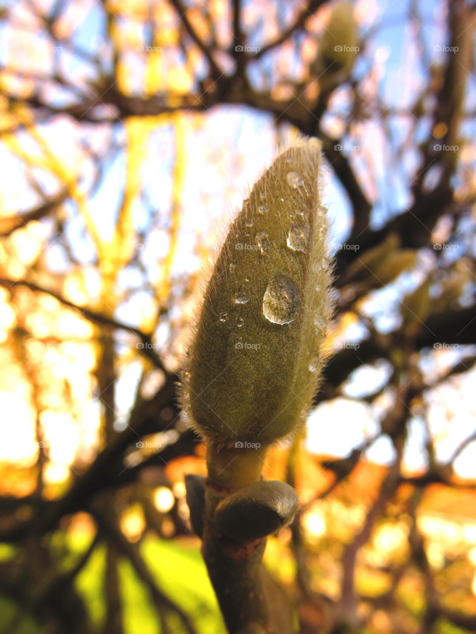 winter bud