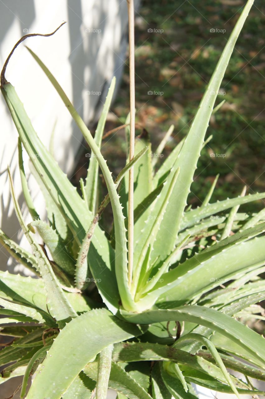 Aloe