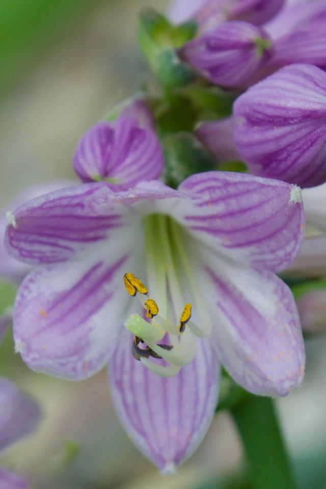 Closeup of striated lavender and white Hosta blossom