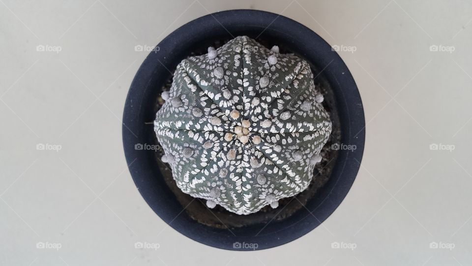 Cactus