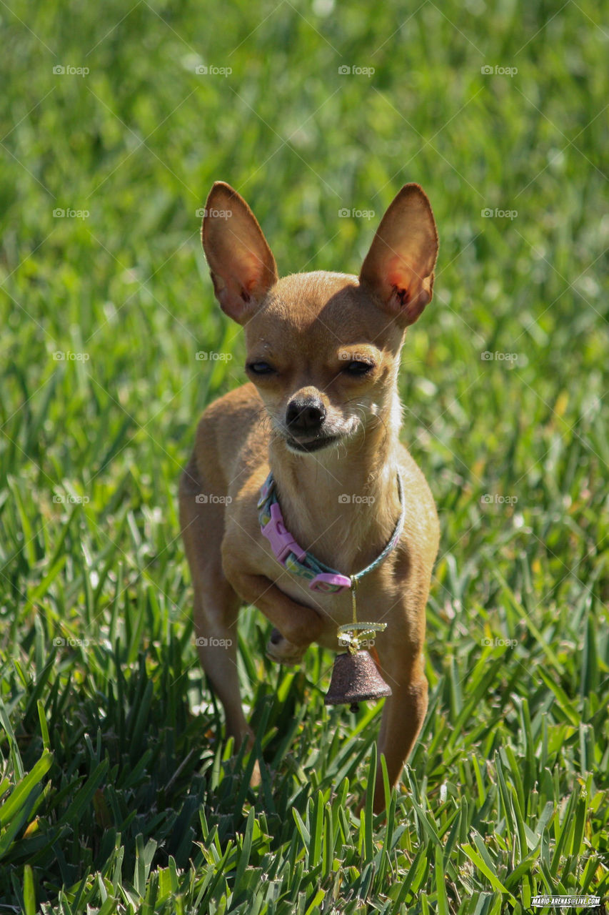 Chihuahua