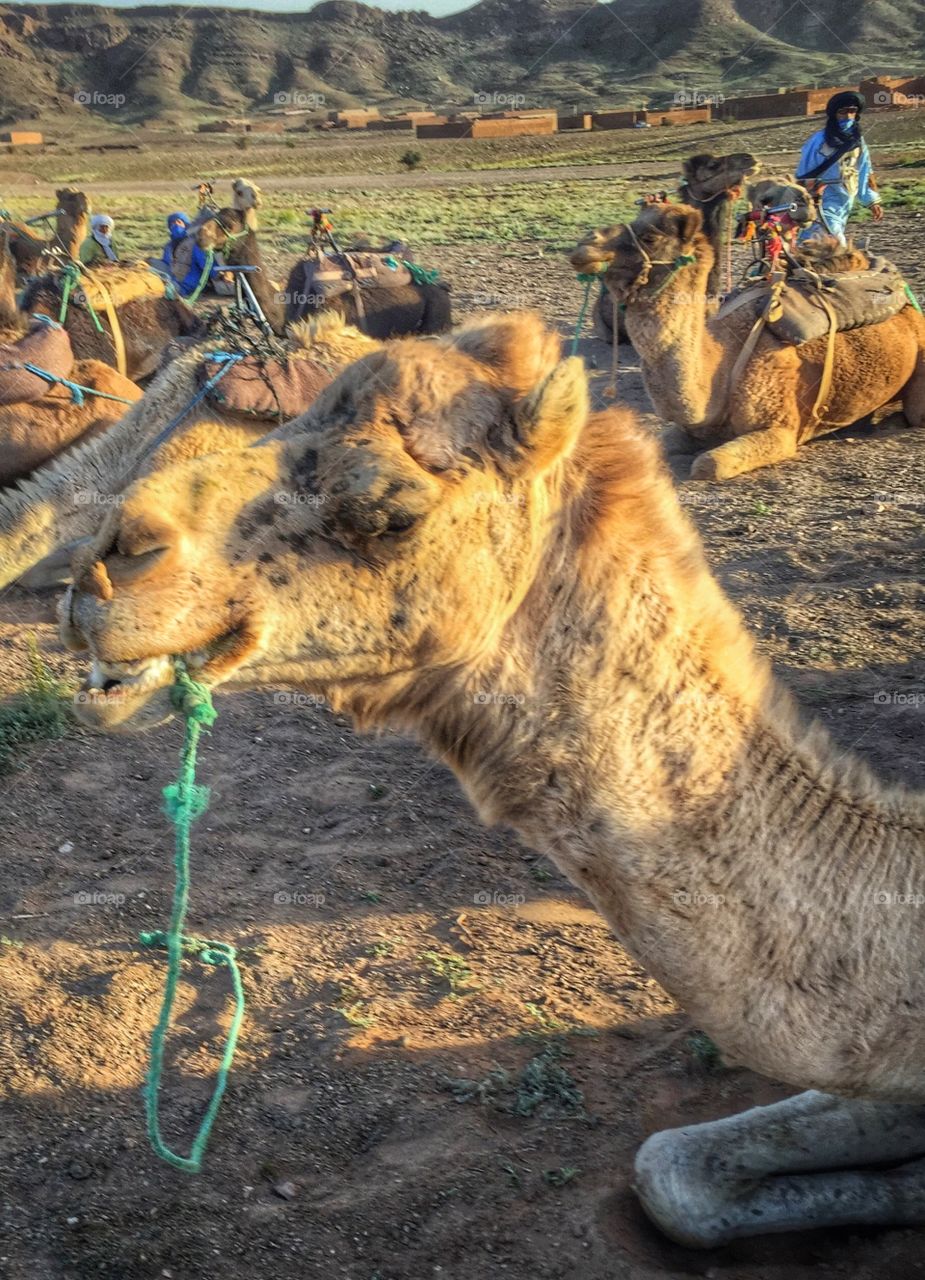 Preparing for a voyage by camel