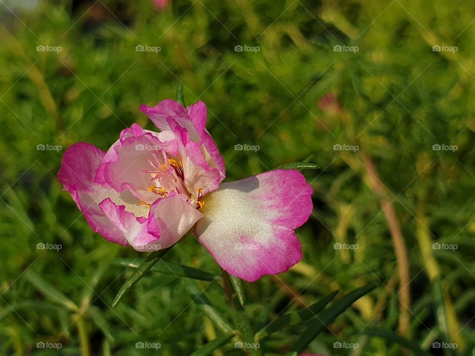 the beautiful flowers