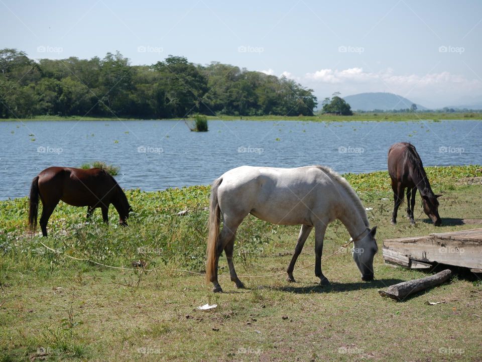 Jucutuma Lagoon San Pedro Sula, Honduras