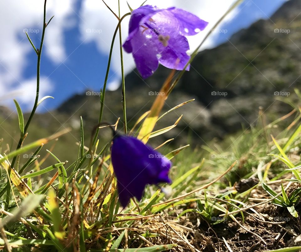 Swiss wildflowers
