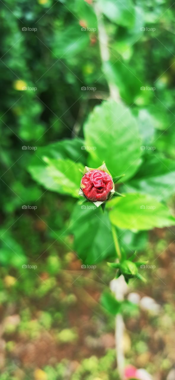 Hibiscus bud.