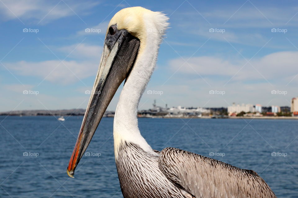pelican