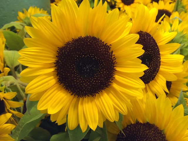 Sunflowers 