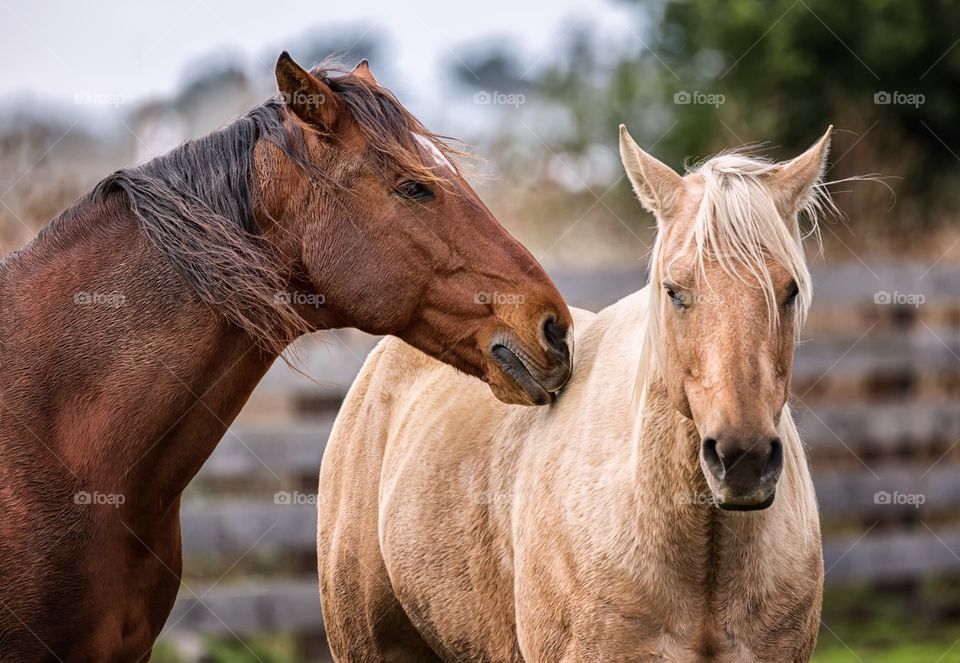 Horses standing at farm