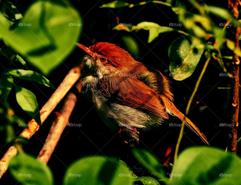 Bird photography  - tailor bird