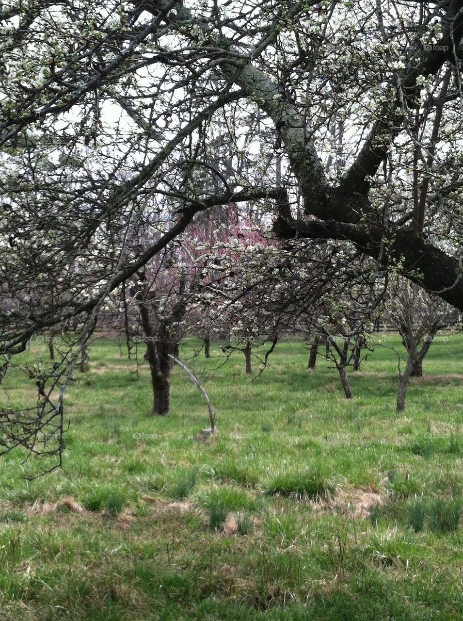 Orchard 