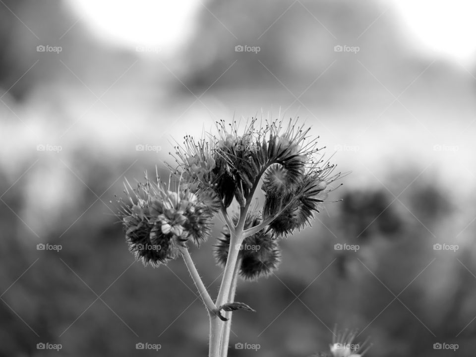 Black and white close-up of plant growing in field in Brandenburg, Germany.