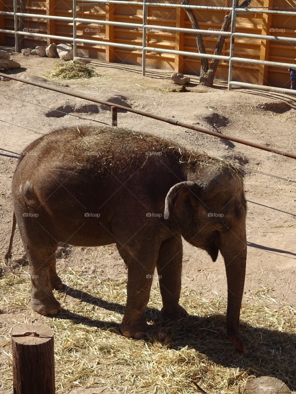 rescued elephant