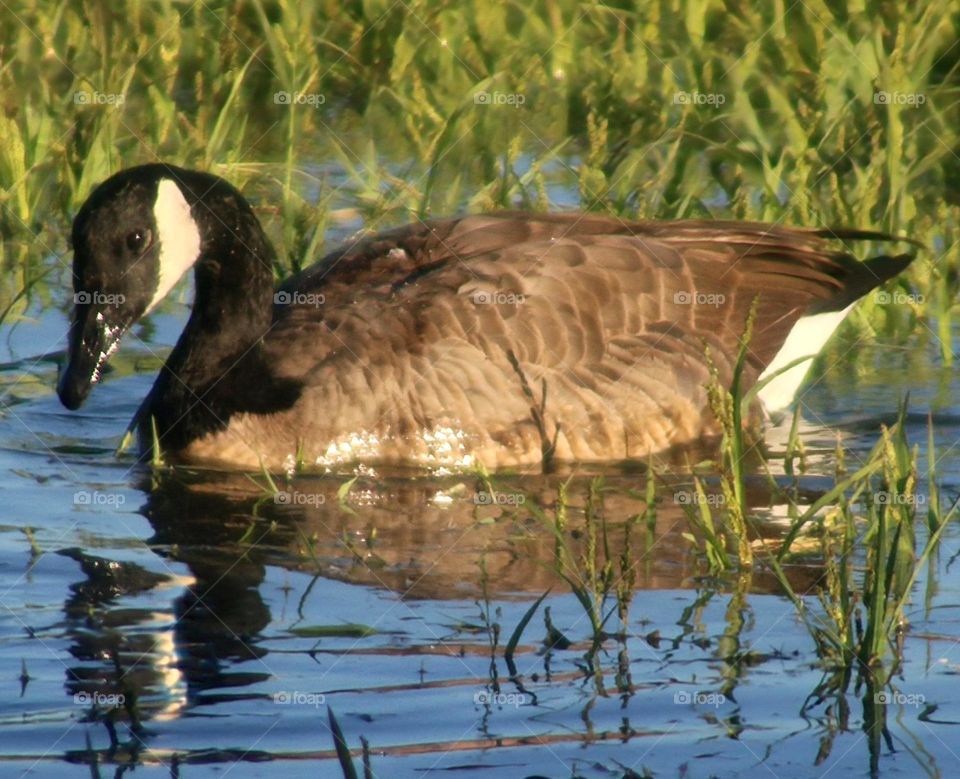 Portrait of Canadian Goose in Marsh