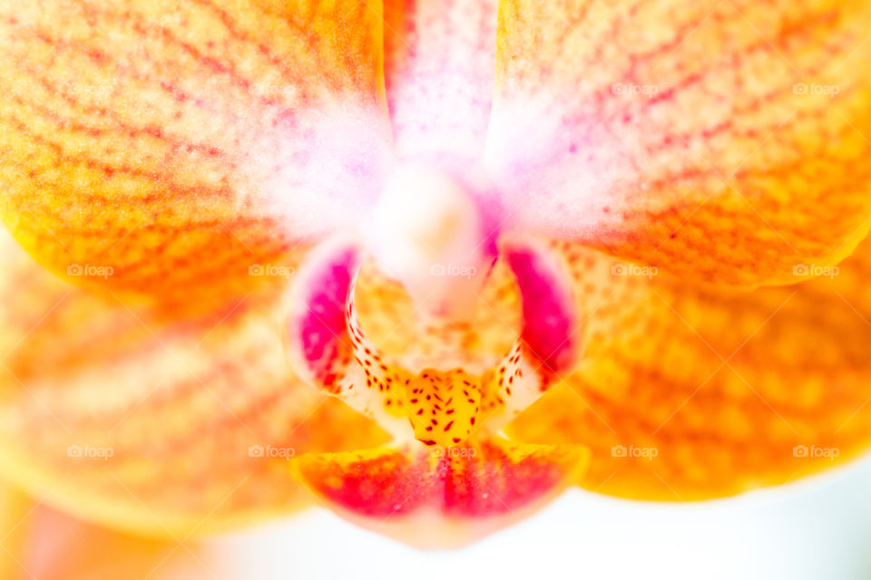 Flora 2019 highlights - beautiful macro image of orange pink and yellow orchid. Love the details on the petals of this flower.