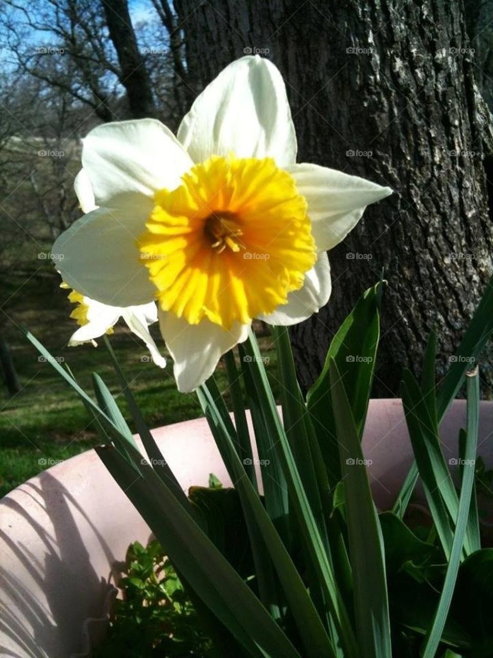 Daffodil delight