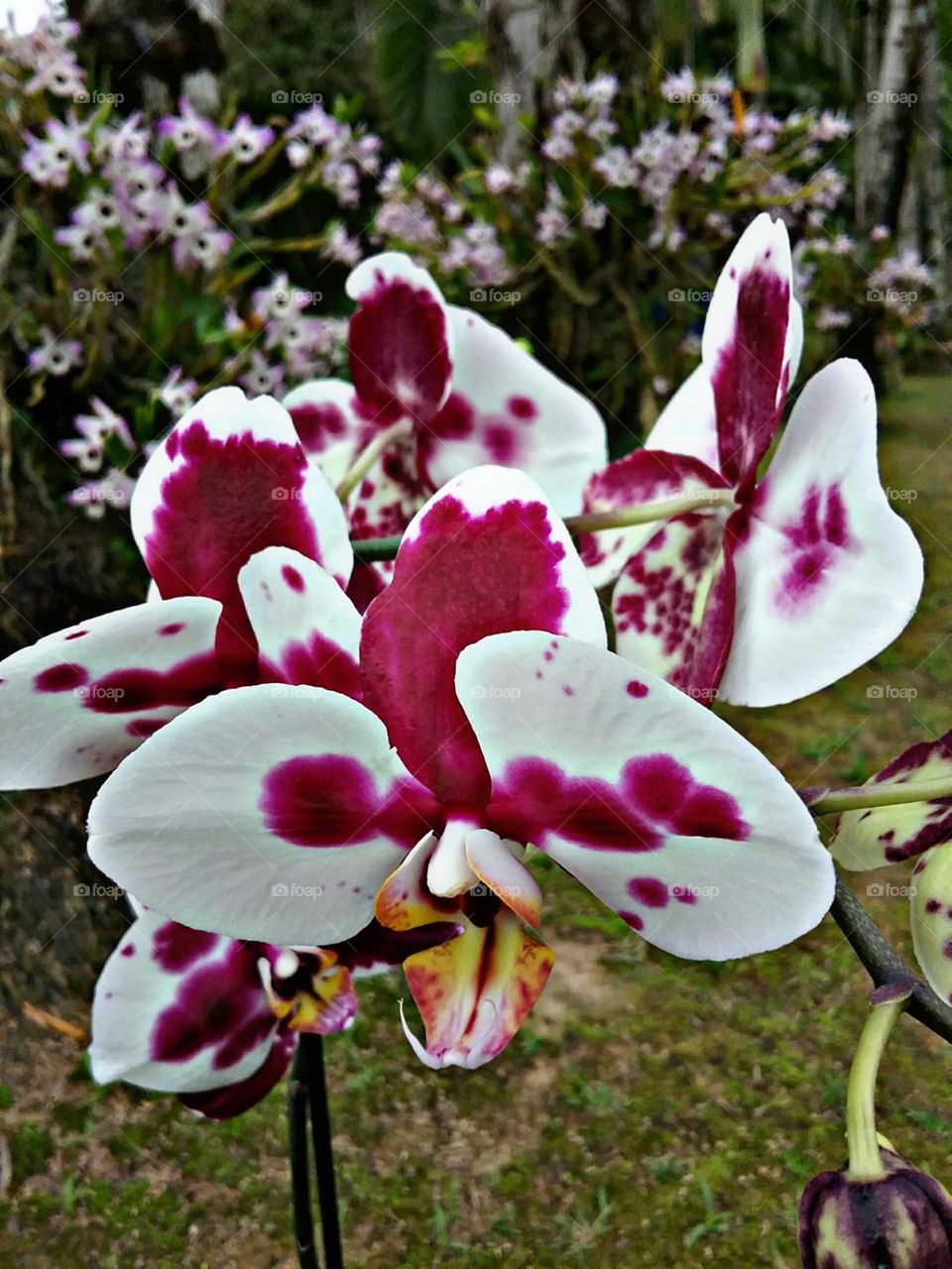 Gloriosas orquídeas entre orquídeas.