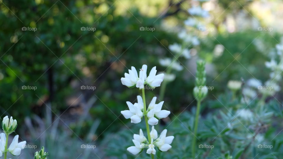 White wildflowers of spring