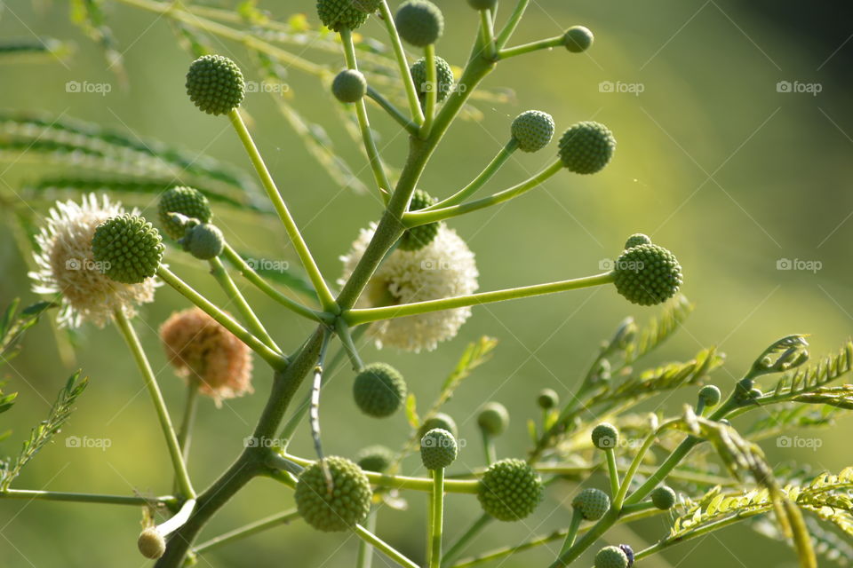 Pom Pom flowers on green background 