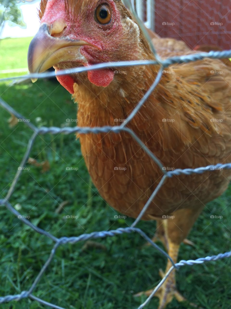 Close-up of hen