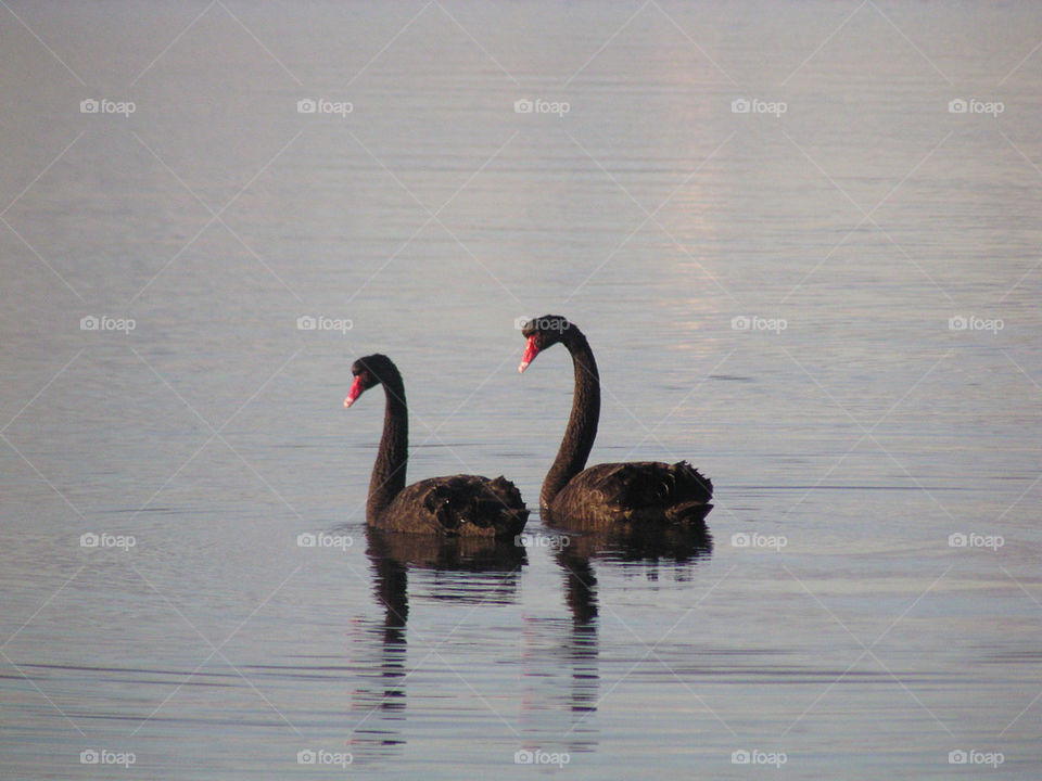 A swan couple.