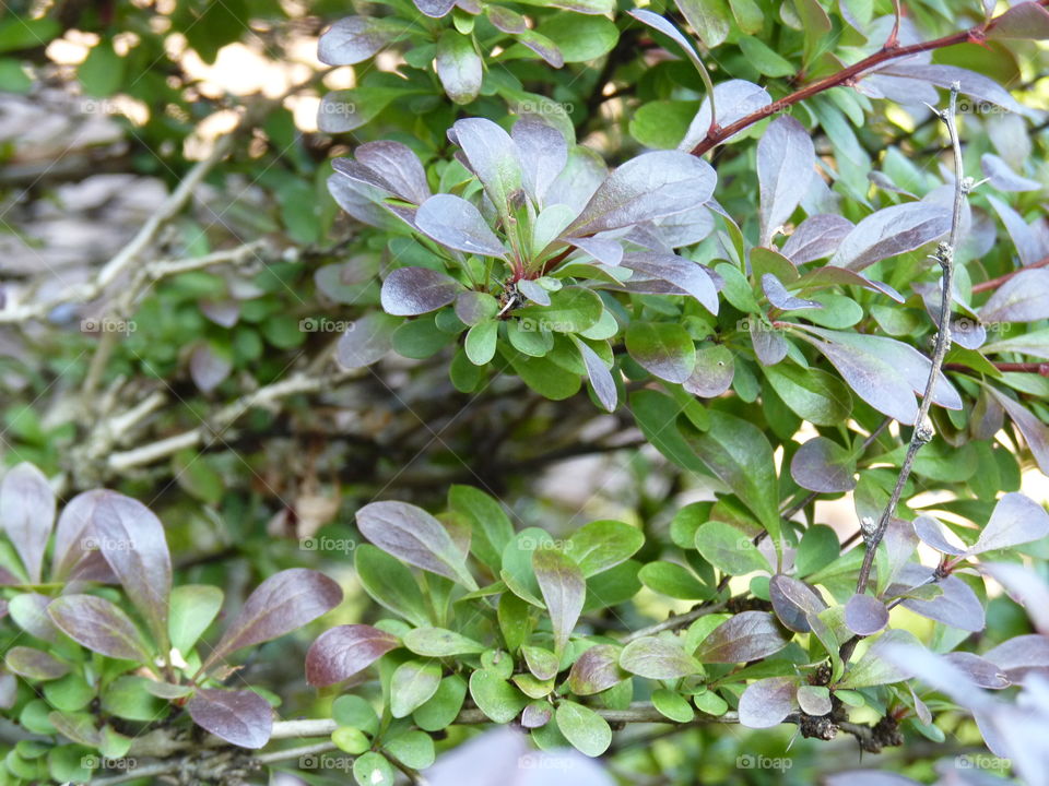 The First Colors of Spring