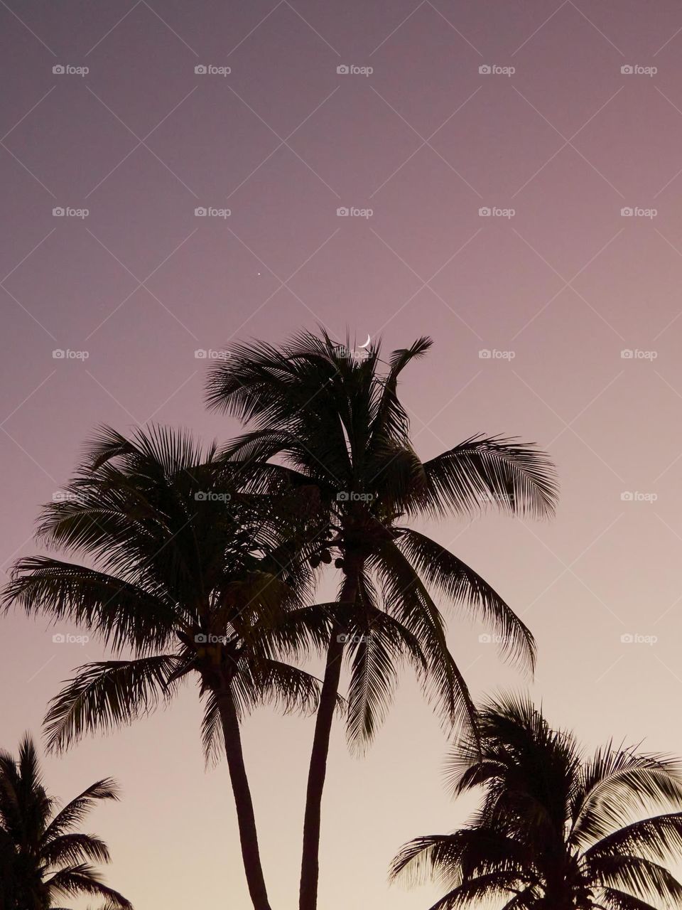 palmeras a la luz de el atardecer con la luna saliendo en lo alto de las palmeras en un entorno caribeño