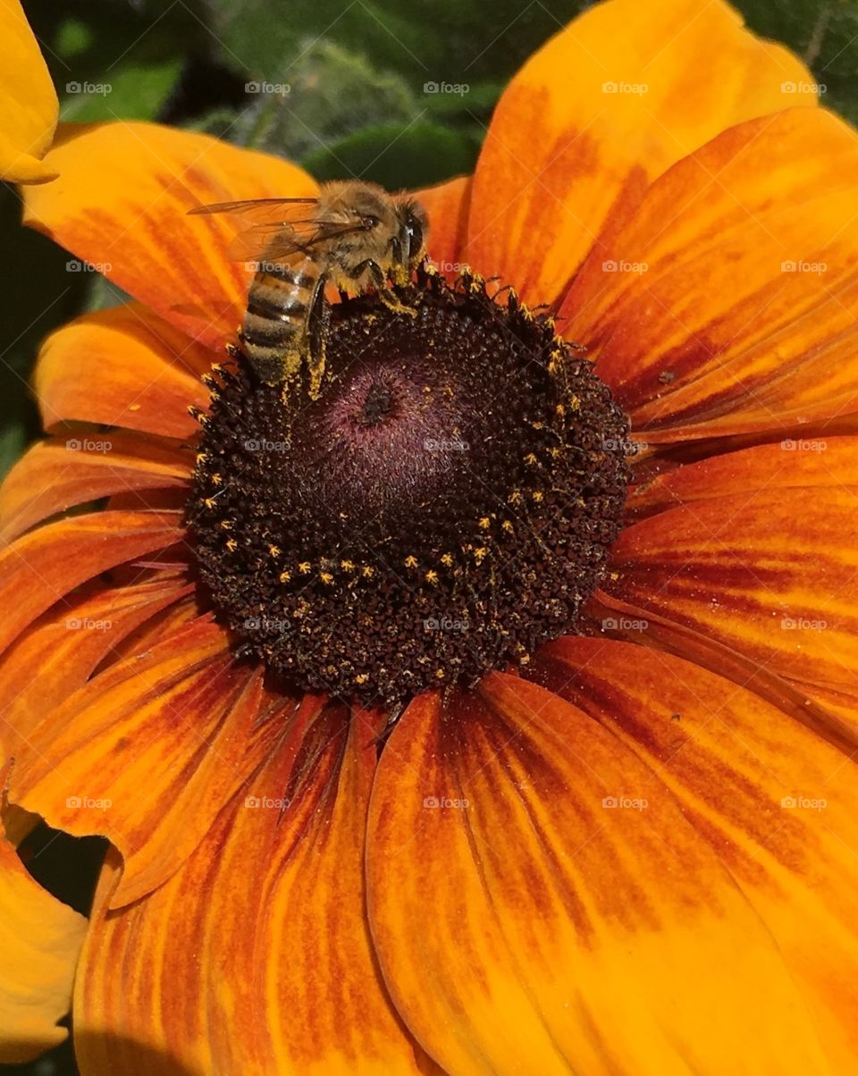 Bee Daisy