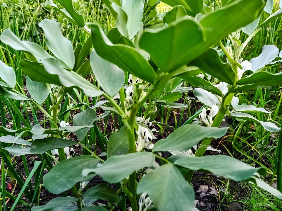 Broad bean plants leaf awesome image india
