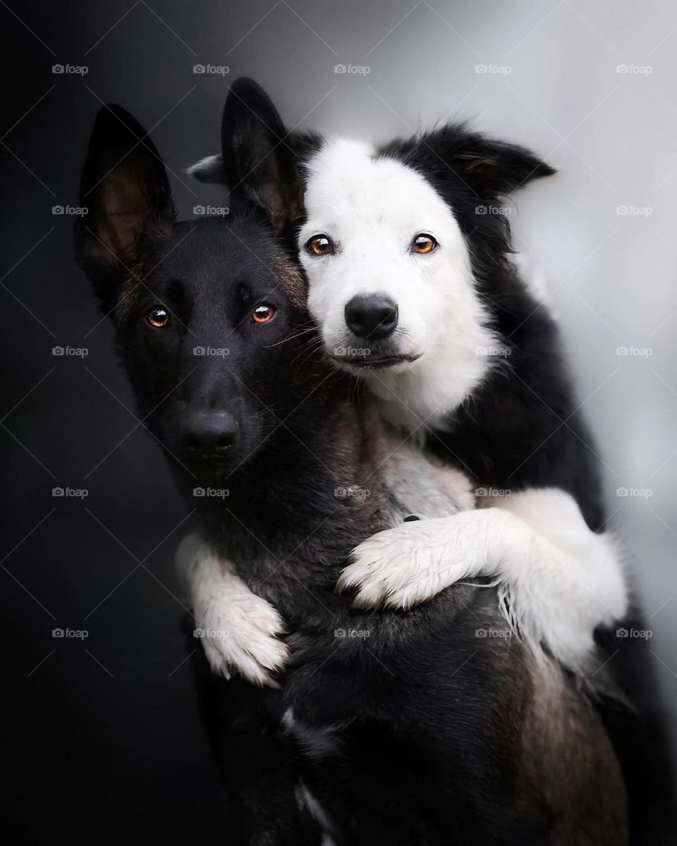 Dog Gods are like us human , learn and get intelligent from us about our trained for them and i like their style then snap