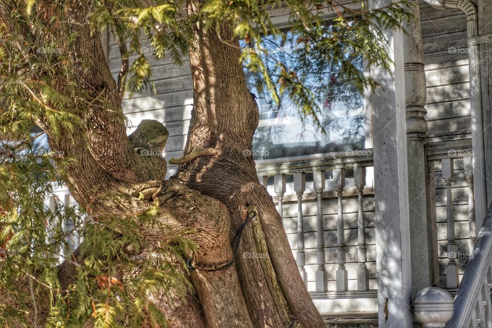 Tree near the house