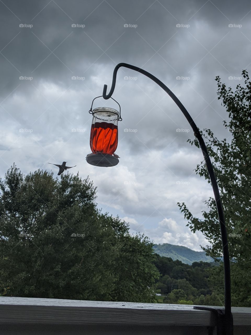 Hummingbird in Flight