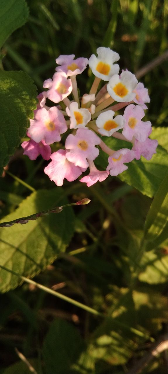 portrait of a plant