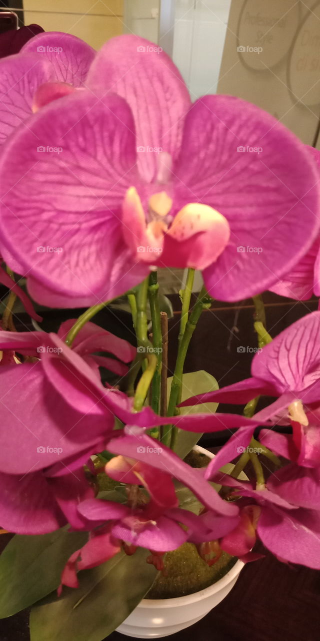 Nature, No Person, Flower, Flora, Bright