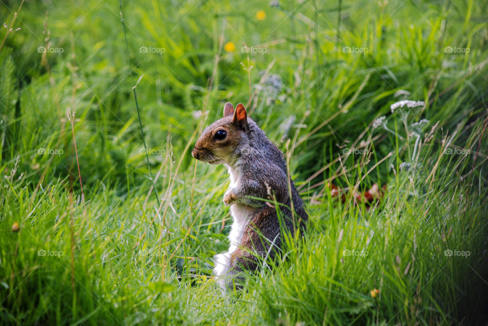 Squirrel in the grass.