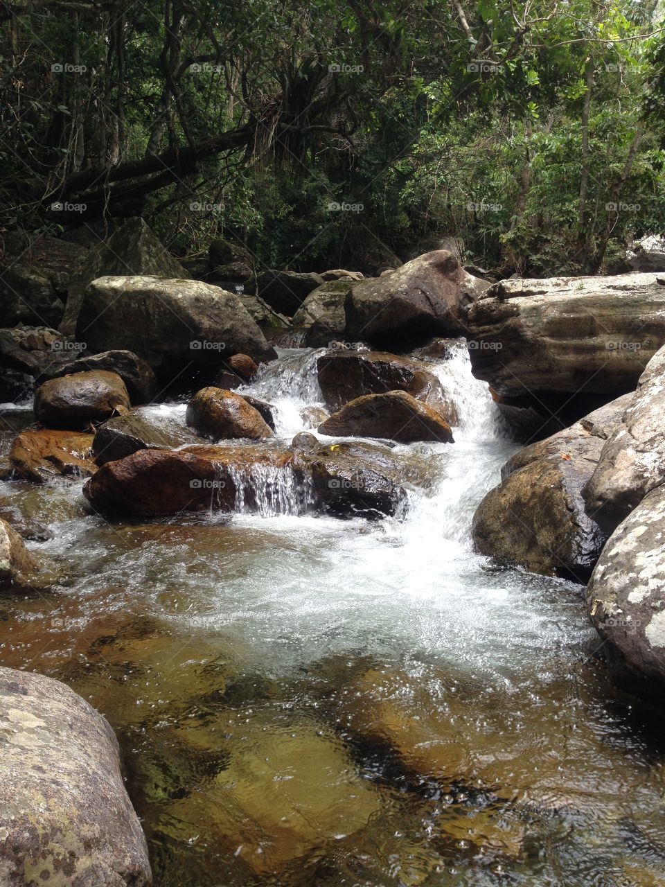 Stream flowing in forest