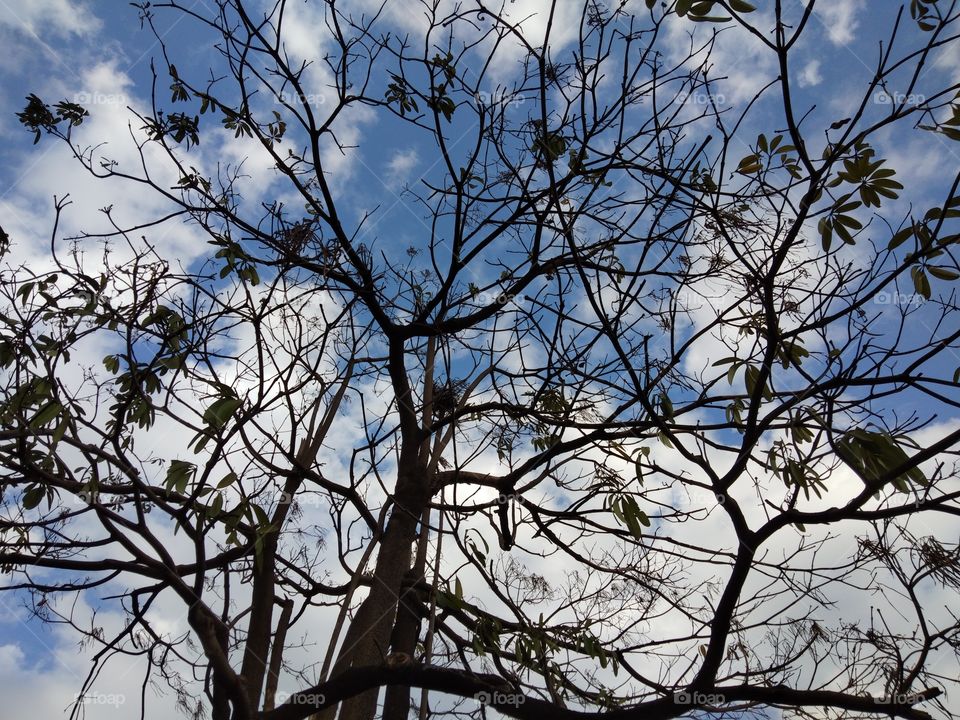 Tree, Branch, Landscape, Nature, Wood