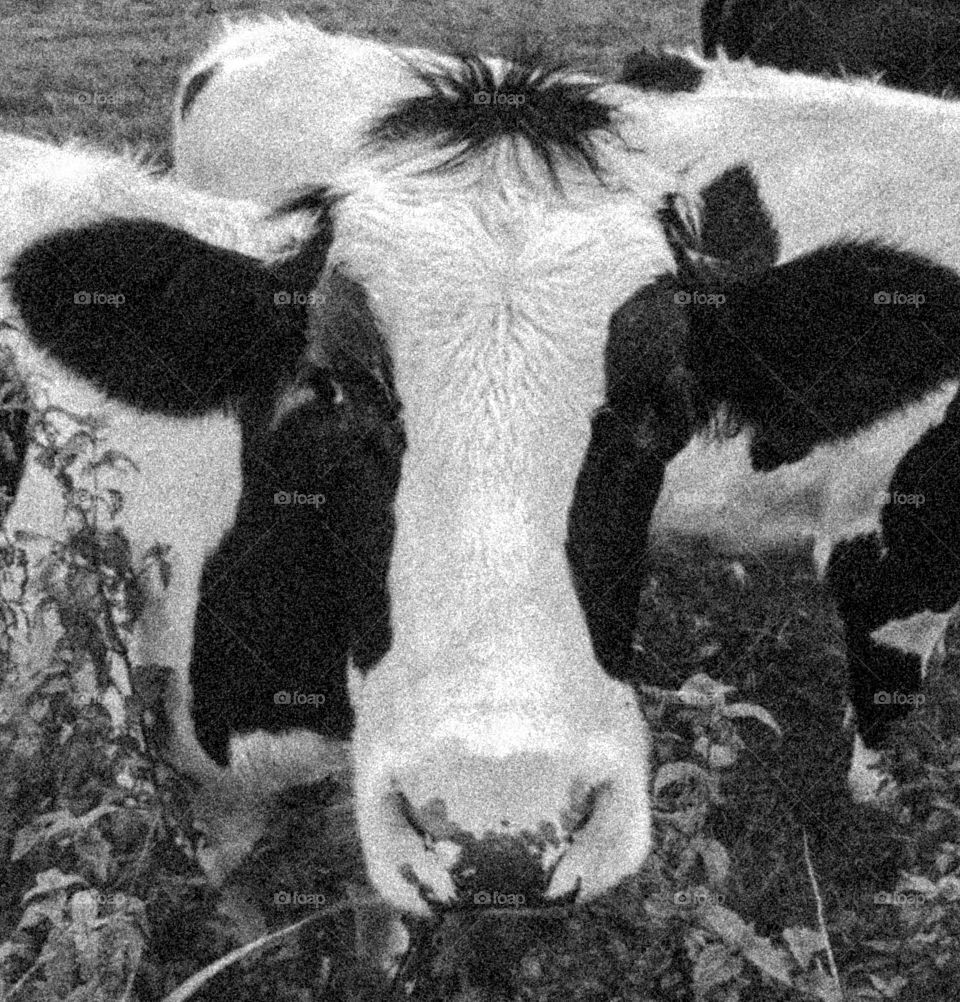 Black and white cow