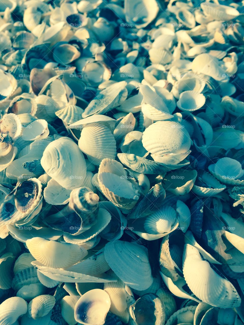Sea shells in action