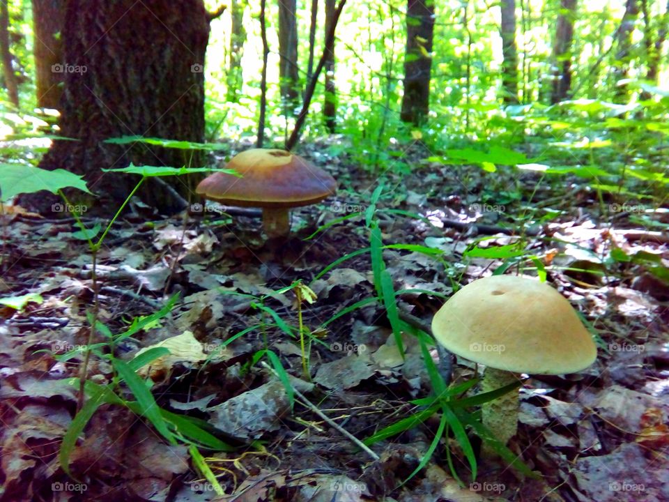mushrooms in the forest