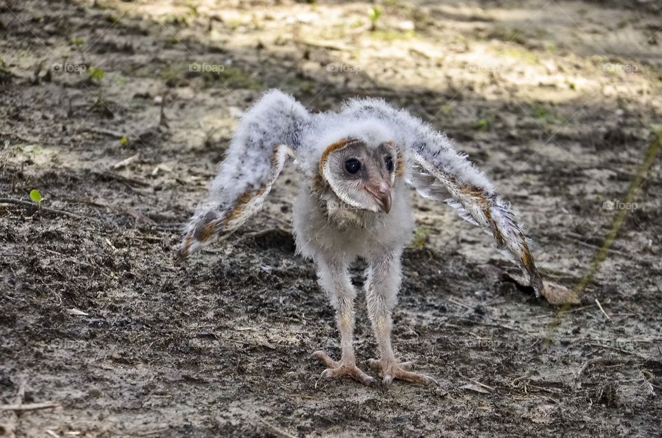 dancing owl